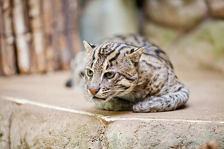 在动物园捕猎美丽的野猫说谎虎斑头发鸢尾花食肉森林毛皮荒野哺乳动物爪子图片