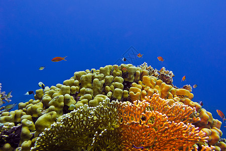 位于埃吉普特的红海底部有美丽的黄硬珊瑚的珊瑚礁图片