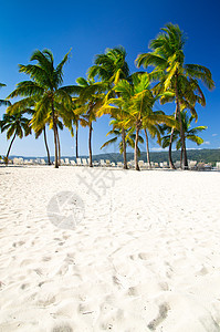 椰枣和海滩叶子椰子天空热带海景风景支撑海洋海浪假期图片