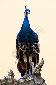 孔雀男性野生动物仪式脖子跳舞蓝色公鸡活力水平尾巴图片