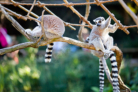 狐猴坐在动物园树枝上哺乳动物绿色团体荒野野生动物毛皮白色灰色动物灵长类图片