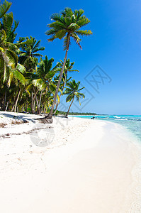 有棕榈树的海滩晴天天堂旅行阳光天空椰子热带植物太阳海洋图片