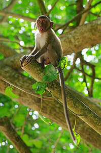 猴子猴荒野脊椎动物野生动物动物群毛皮生物猕猴森林动物哺乳动物图片