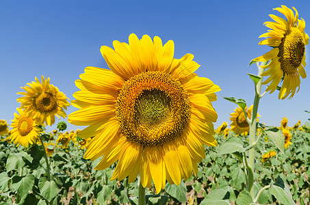 美丽的向日葵对着蓝天国家环境生长植物文化晴天橙子草地阳光天空图片