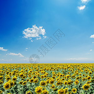 蓝天上的向向日葵田和白云植物季节天空阳光种植园农田金子蓝色场地植物群图片