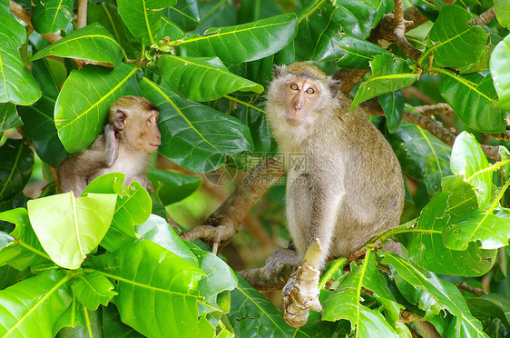 猴子猴绿色动物动物群野生动物荒野异国棕色尾巴脊椎动物哺乳动物图片