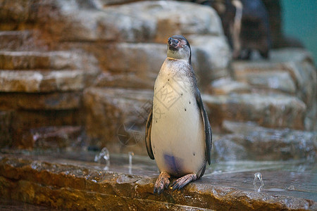 动物园的洪堡企鹅燕尾服环境生活国王野生动物照片太阳荒野动物羽毛图片