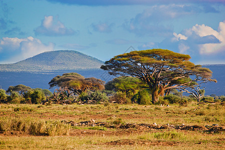 非洲萨瓦纳草原地貌 肯尼亚安博塞利公园国家植物太阳环境大草原日落气候生态旅行图片