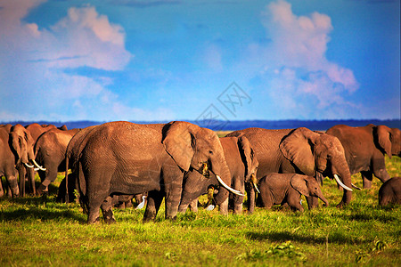 肯尼亚安博塞利的Safari 肯尼亚 非洲旅行团体国家动物家庭晴天野生动物环境蓝色橙子图片