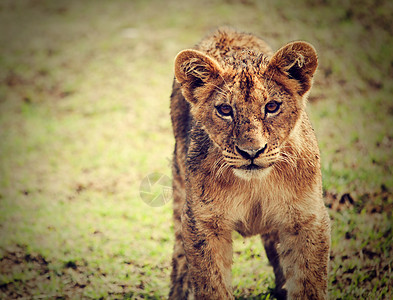 一只小狮子幼熊肖像 坦桑尼亚 非洲爪子动物荒野小猫婴儿哺乳动物幼兽捕食者男性食肉图片