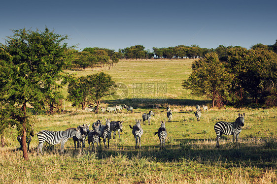 非洲草原上的斑马群荒野树木野生动物哺乳动物游戏黑色国家大草原白色土地图片
