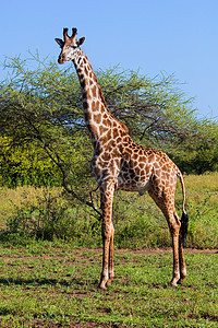 热带草原上的Giraffe 非洲坦桑尼亚塞伦盖蒂的SafariSerengeti晴天喇叭动物蓝色大草原动物群环境哺乳动物食草天空图片