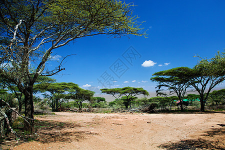 非洲萨瓦纳景观 坦桑尼亚塞伦盖蒂大草原晴天野生动物荒野太阳蓝色天空气候日落旅行图片
