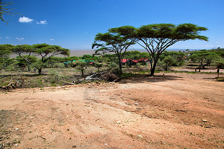 非洲萨瓦纳景观 坦桑尼亚塞伦盖蒂荒野公园晴天日落草原环境野生动物大草原植物蓝色图片