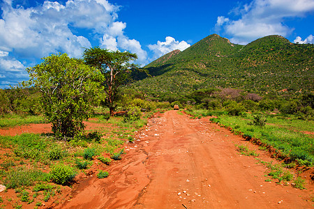 红地路 热带草原灌树 察沃西部 肯尼亚 非洲环境天空衬套植物群大草原旅行土壤公园荒野蓝色图片