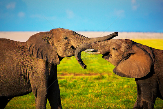 在肯尼亚安博塞利的Safari 肯尼亚 非洲动物野生动物蓝色享受獠牙橙子大草原天空草原乐趣图片
