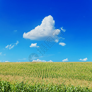 蓝天和云下有麦子的田地谷物蔬菜环境蓝色食物农场场地收成国家商业图片