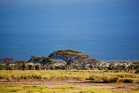 非洲萨瓦纳草原地貌 肯尼亚安博塞利太阳生态野生动物植物日落气候旅行荒野环境大草原图片