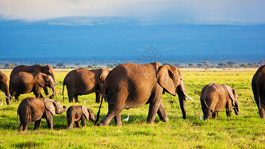 坝上草原热带草原上的大象家庭 肯尼亚安博塞利的Safari 肯尼亚 非洲动物母亲野生动物环境树干蓝色旅游獠牙天空孩子背景