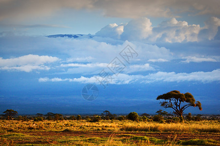 肯尼亚安博塞利的萨凡纳生态旅行蓝色国家天空顶峰野生动物大草原荒野草原图片