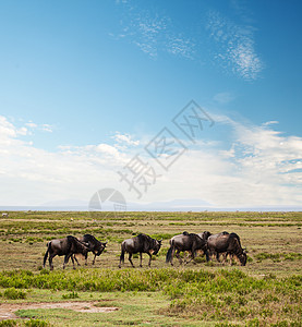 野生 非洲草原Gnu图片