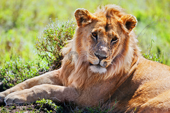 非洲坦桑尼亚塞伦盖蒂的SafariSerengeti力量食肉男性动物旅行情调环境说谎大草原头发图片