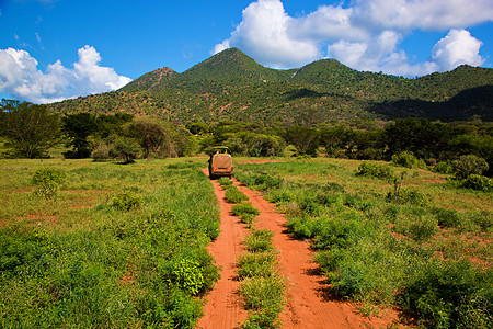 红地路 热带草原灌树 察沃西部 肯尼亚 非洲荒野植物衬套旅行环境岩石风景公园蓝色地面图片