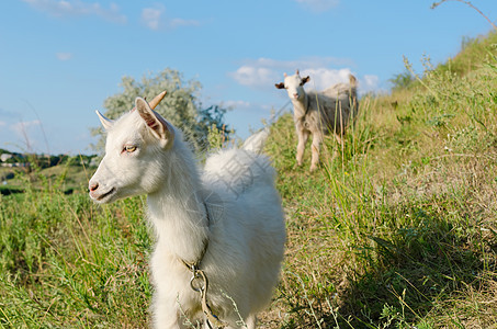 在草地上牧羊的山羊图片