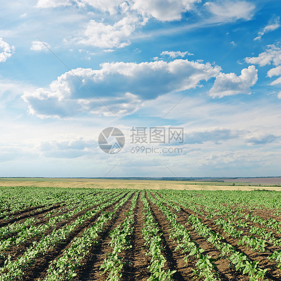 天空下有绿向日葵的字段风景场地美丽植物学地球农作物蓝色花瓣云景培育图片