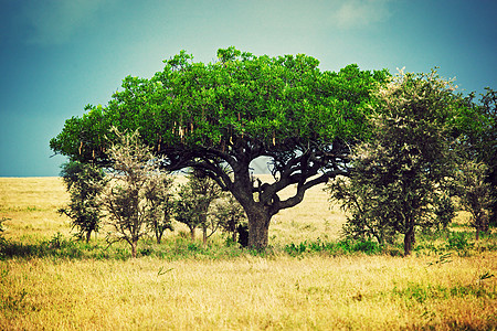 非洲萨瓦纳景观 坦桑尼亚塞伦盖蒂日落蓝色国家植物天空风景环境生态荒野草原图片