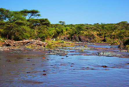 河马 河马在河里 塞伦盖蒂 坦桑尼亚 非洲眼睛凹陷晴天丛林脊椎动物荒野动物岩石蓝色旅行图片
