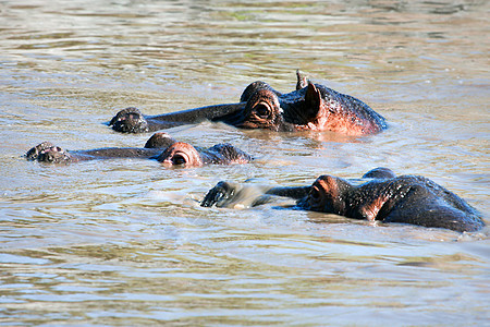 西伦盖蒂 坦桑尼亚 非洲 泰伦盖蒂脊椎动物旅行野生动物哺乳动物生物眼睛危险团体凹陷游泳图片