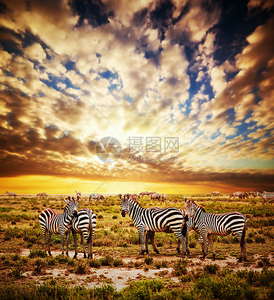 斑马在日落时在非洲草原上放牧荒野晴天国家条纹天空动物大草原冒险戏剧性野生动物图片