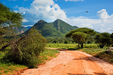 红地路 热带草原灌树 察沃西部 肯尼亚 非洲衬套旅行植物大草原环境晴天土壤荒野风景国家图片