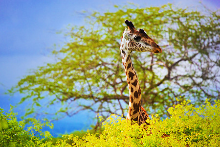 在布什的长颈鹿 西察沃野生动物园 肯尼亚 非洲耳朵晴天动物群热带荒野树木脖子反刍动物喇叭斑点图片