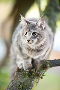 自然界的美丽条纹干豆猫耳朵家庭流苏宠物血统小猫猫科虎斑动物猎人图片