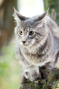 自然界的美丽条纹干豆猫胡须男性猎人浣熊眼睛小猫虎斑耳朵猫咪宠物图片