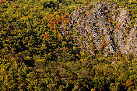 山坡背景的树上场景岩石森林树木旅行叶子苔藓公园城市土地图片