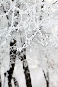 雪中冬季公园环境寂寞场地卡片情绪木头雪景风景寒意冬令图片