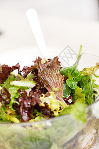 新鲜沙拉盘子蔬菜菊苣炊具花园芥菜绿色叶子菠菜沙拉盘图片