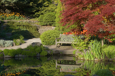 法官席紫丁香公园花园白色郁金香绿色镜子池塘太阳日落图片