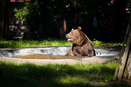 棕熊在大自然上牙齿力量领土环境食肉鼻子动物动物园爪子森林图片