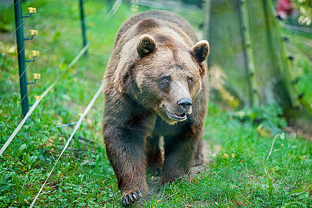 棕熊在大自然上公园哺乳动物牙齿动物力量野生动物女性食肉环境动物园图片