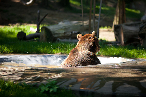 棕熊在大自然上毛皮森林野生动物哺乳动物力量食肉动物爪子牙齿女性图片