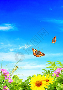 夏季框架生长植物群生活环境幼苗想像力绿色蓝色生态蝴蝶图片