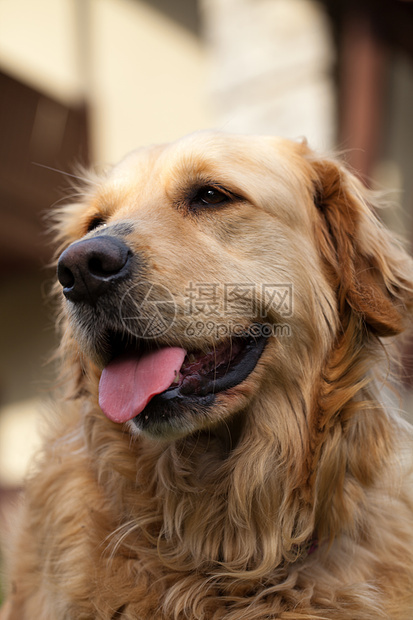 美丽的金色寻金器肖像哺乳动物动物饲养员喘气回收器长发猎犬朋友宠物尾巴图片