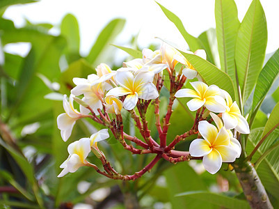 弗朗吉帕尼布卢花朵开花花园白色花瓣植物花束叶子热带黄色植物群图片