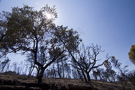 燃烧林荒野环境风景煤炭枝条破坏黑色木材灾难森林图片