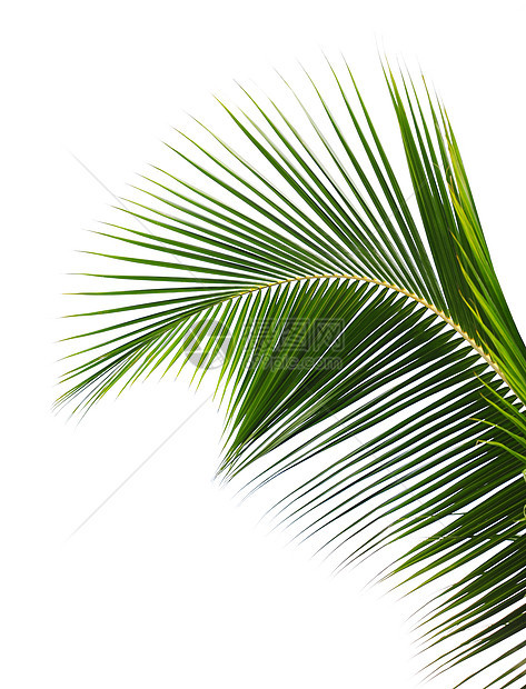 棕榈叶叶子植物绿色图片