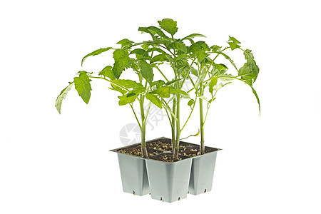 准备移植的番茄幼苗土壤叶子植物绿色树叶蔬菜生长白色园艺塑料图片